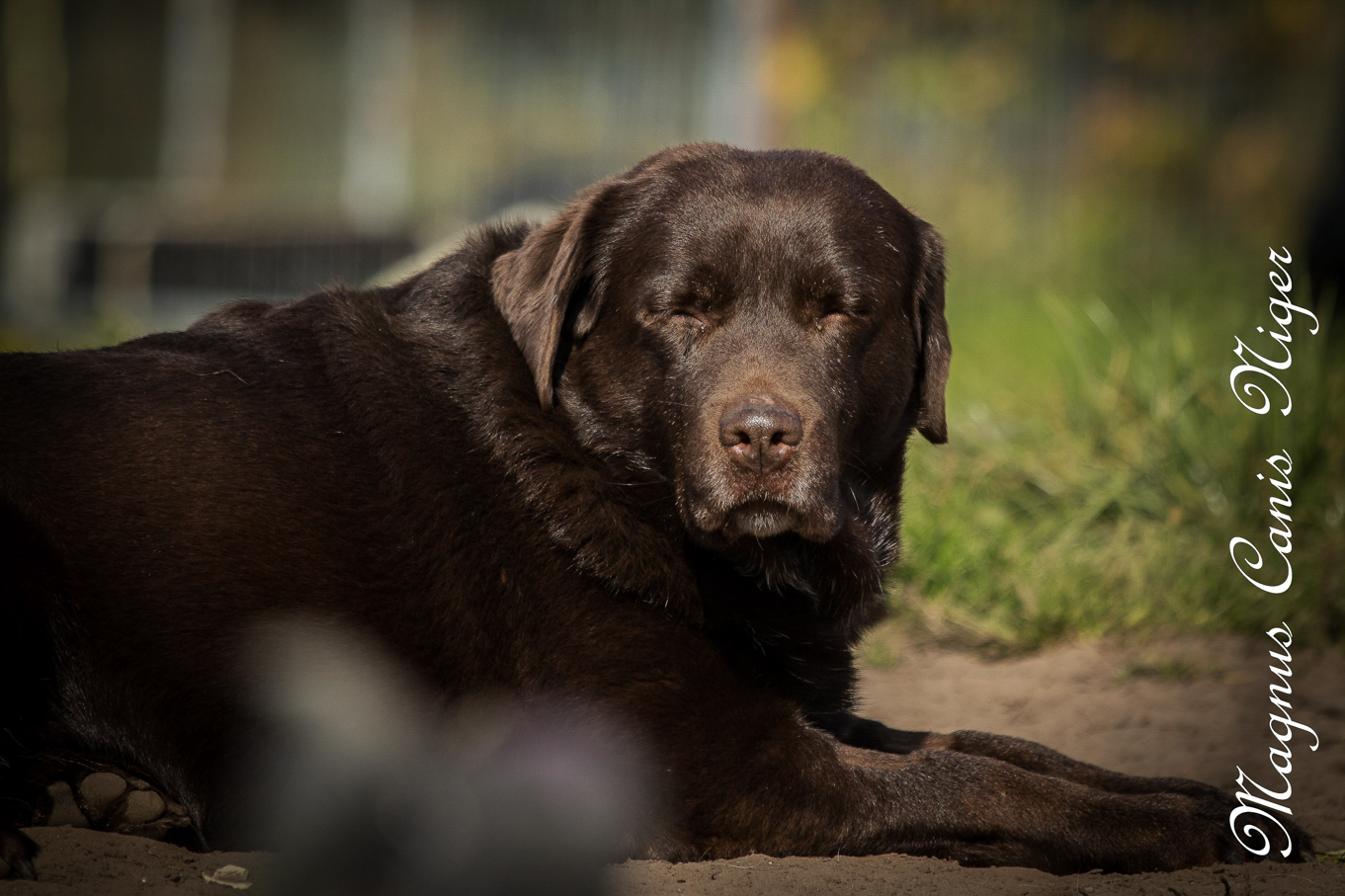 bruine lab